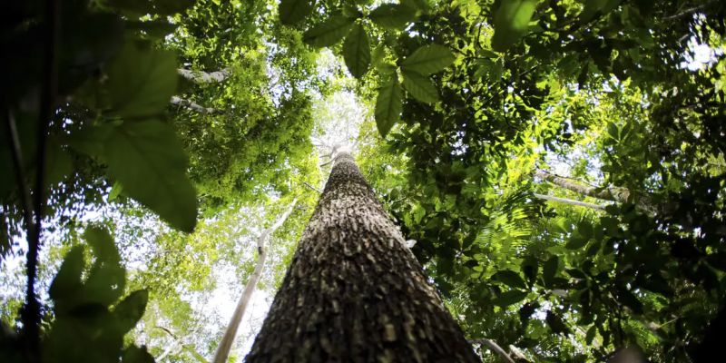 Bioeconomia é vantagem competitiva na transformação ecológica