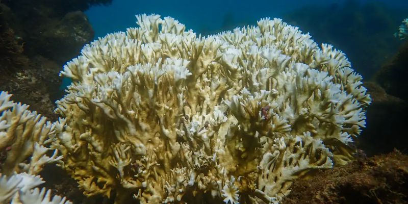 Branqueamento de corais avança no Nordeste, mostra pesquisa