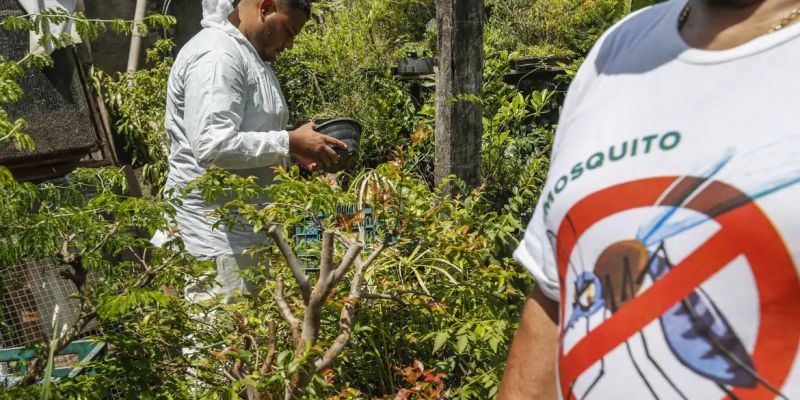 Paraná decreta situação de emergência em saúde por dengue