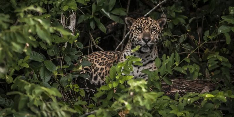 Pesquisadores testam IA para evitar mortes de animais em rodovias