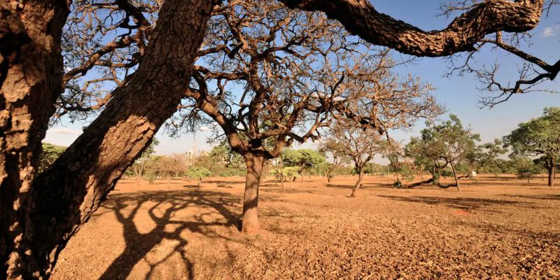 Apib pede inclusão de mais biomas brasileiros em regulação europeia