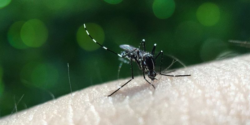 Brasil tem quase mil mortes por dengue em investigação