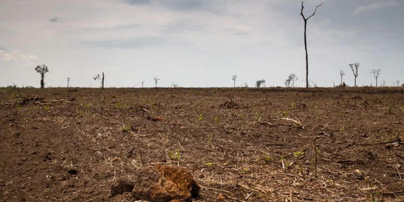 Cerrado tem alta de 19% nos alertas de desmatamento em fevereiro