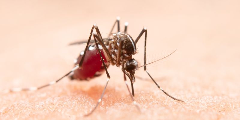 Cidade do Rio registra mais de 2 mil casos de dengue em 24 horas