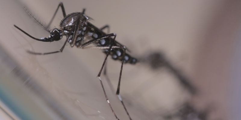 Minas Gerais responde por um em cada três casos de dengue no país