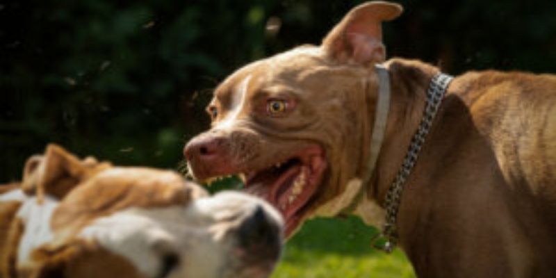 Ataque de pitbulls: a questão é educar humanos, defende especialista