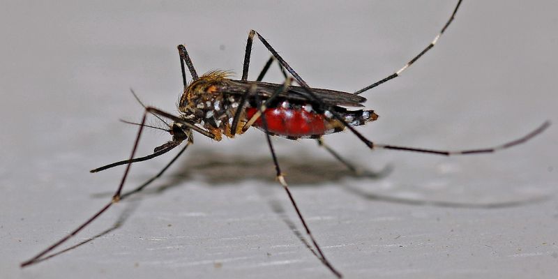 Epidemia de dengue é tema do Caminhos da Reportagem deste domingo