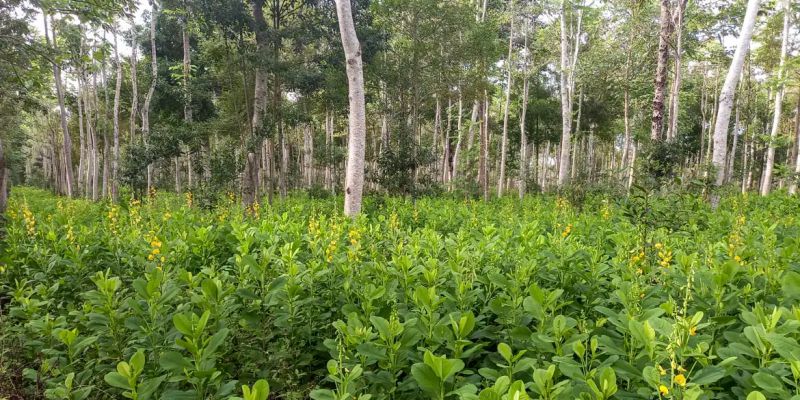 Brasil precisa recuperar 25 milhões de hectares de vegetação nativa