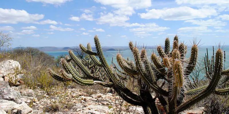 Brasil já perdeu 34 milhões dos 82,6 milhões de hectares da Caatinga