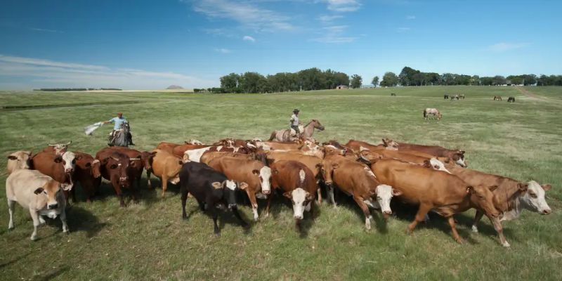 Embrapa propõe políticas para reaproveitamento de pastagens degradadas