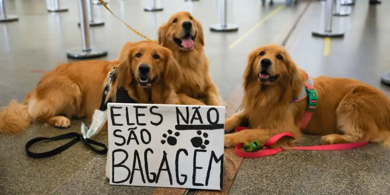 Após morte de Joca, tutores se manifestam no aeroporto de Brasília