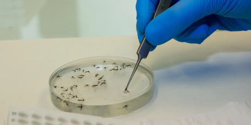 Brasil vai ampliar uso da bactéria wolbachia no combate à dengue