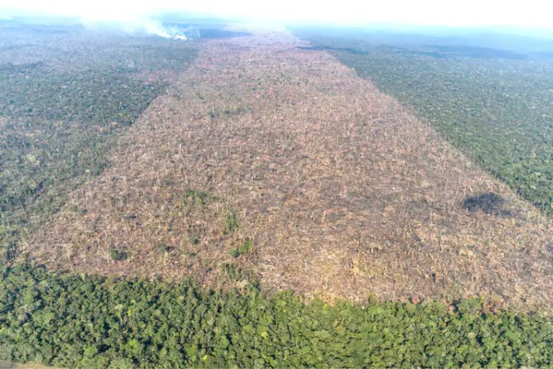 Supressão de vegetação nativa na Amazônia - Victor Moriyama/Greenpeace