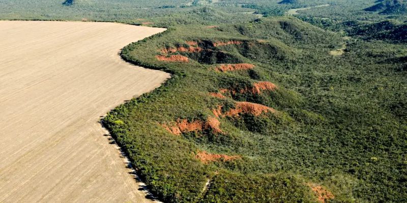 Área desmatada no Brasil cai 11,6%, diz MapBiomas