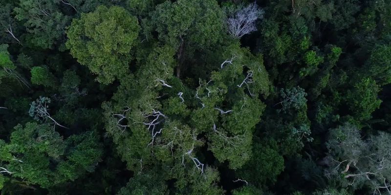 Florestas públicas serão concedidas para gerar crédito de carbono