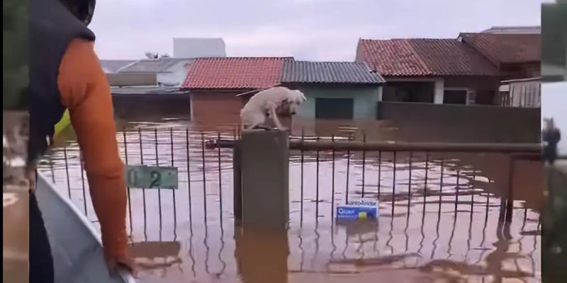 Pelo menos 3,5 mil animais ilhados pela chuva foram resgatados no RS