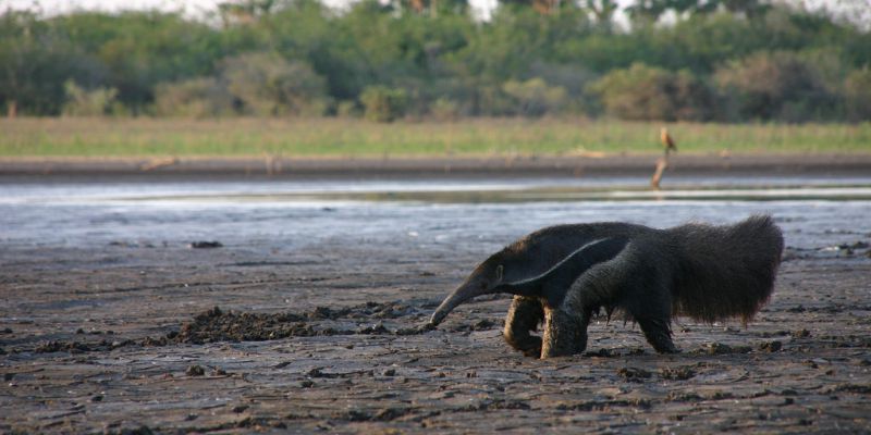 Período de estiagem começa no Pantanal com chuvas abaixo da média