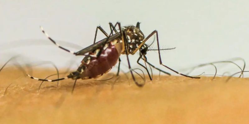 Com 6,3 milhões de casos prováveis, Brasil lidera ranking de dengue