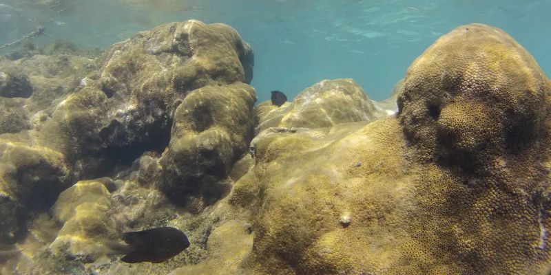 Mais de 70% de espécies ameaçadas buscam Áreas Marinhas Protegidas