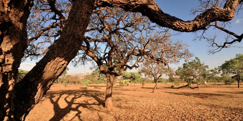 Dia do Meio Ambiente destaca ações de enfrentamento à desertificação