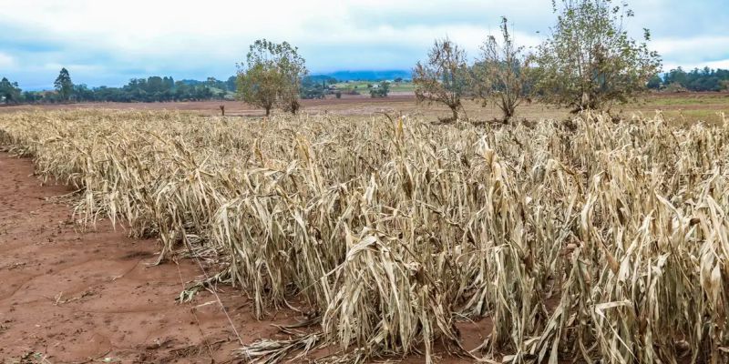 Cheias afetaram mais de 206 mil propriedades rurais, diz Emater-RS