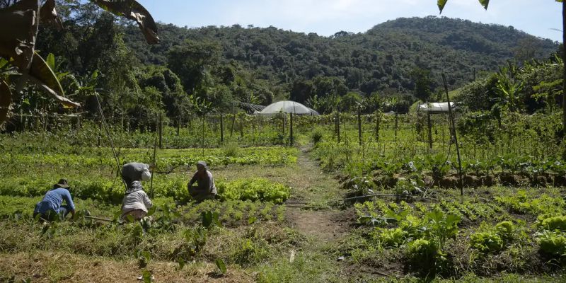 Brasil: 15 mi de hectares de imóveis rurais se sobrepõem a florestas