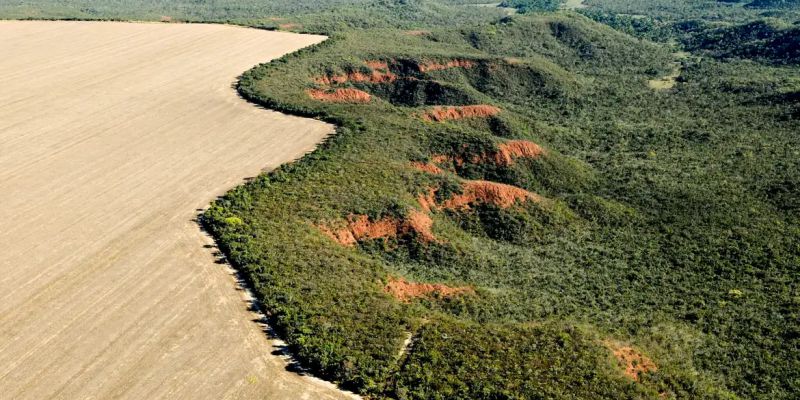 Cerrado perde em janeiro área equivalente à de Maceió