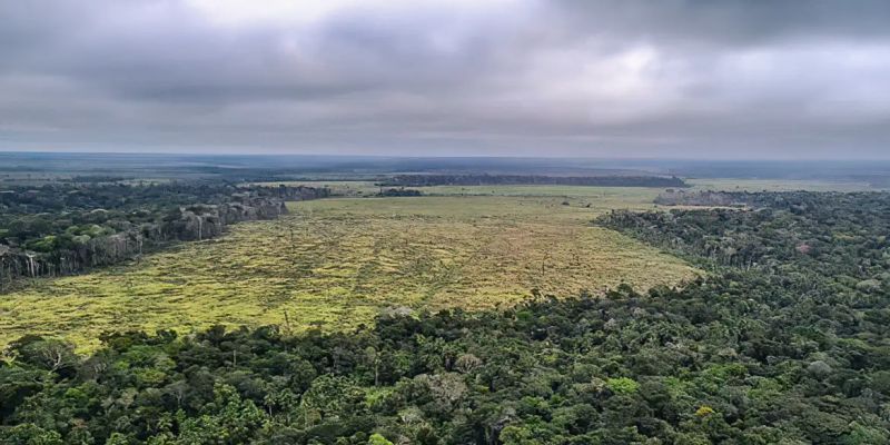 Desmatamento na Amazônia cai 60% em janeiro deste ano