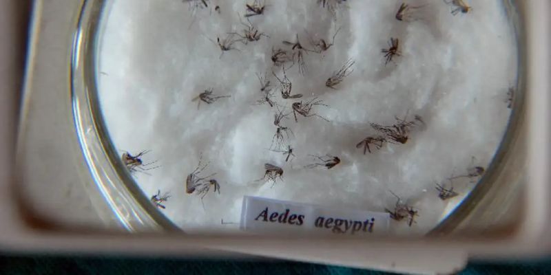 Pesquisa detecta vírus zika e chikungunya em ovos de mosquitos Aedes