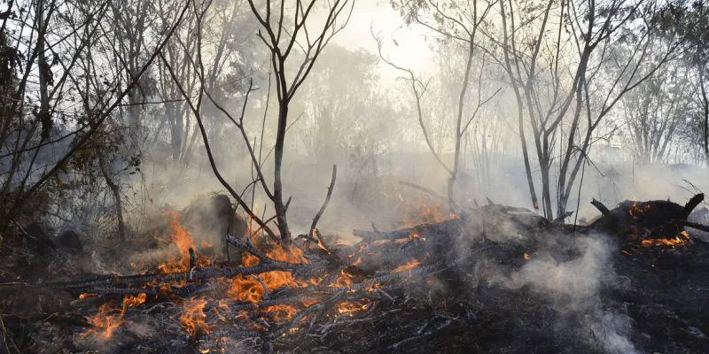 Roraima tem 22% dos focos de queimada de todo o país